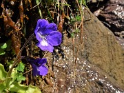 14 Pinguicula (pianta carnivora)